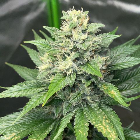 Tangerine Dream Fem by KilliczGe growlog timeline photo