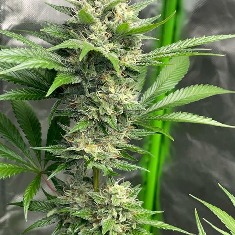 Tangerine Dream Fem by KilliczGe growlog timeline photo