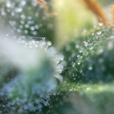Tangerine Dream Fem by KilliczGe growlog timeline photo