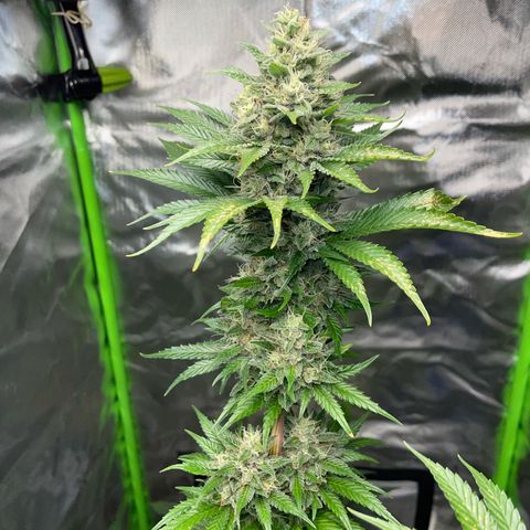 Tangerine Dream Fem by KilliczGe growlog timeline photo