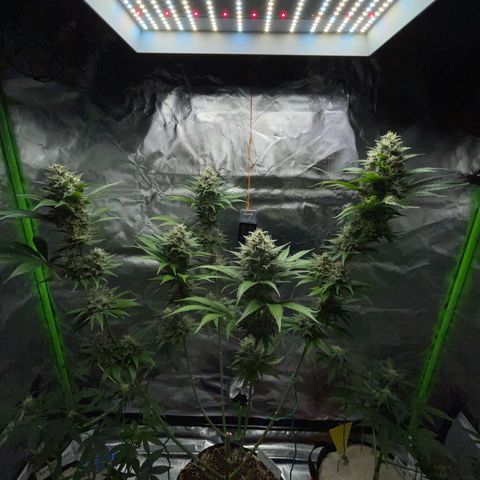 Tangerine Dream Fem by KilliczGe growlog timeline photo