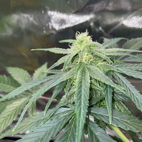 Late Outdoor season 25 - turned inside :D 1 AK48#2 auto  growlog timeline photo