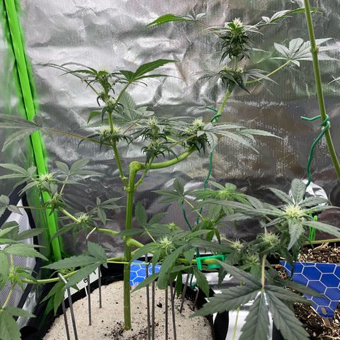 Late Outdoor season 25 - turned inside :D 1 AK48#2 auto  growlog timeline photo