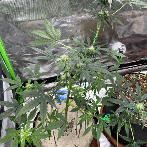 Late Outdoor season 25 - turned inside :D 1 AK48#2 auto  growlog timeline photo