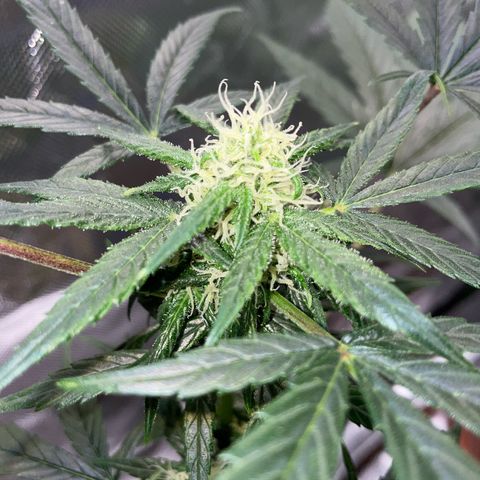 Late Outdoor season 25 - turned inside :D 1 AK48#2 auto  growlog timeline photo