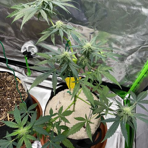 Late Outdoor season 25 - turned inside :D 1 AK48#2 auto  growlog timeline photo