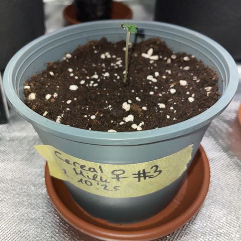 Cereal Milk #3 by KilliczGe growlog timeline photo