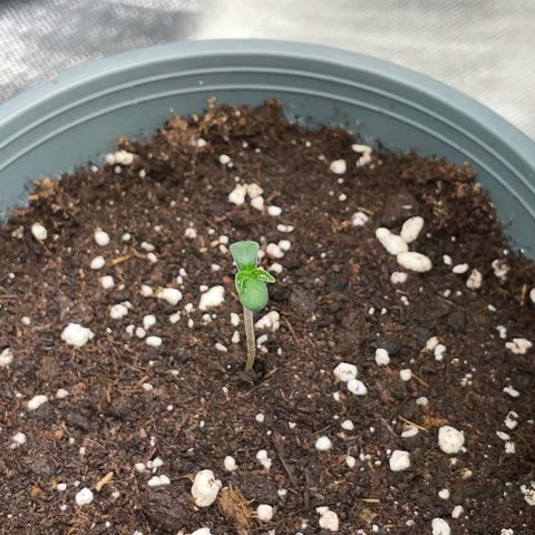 Cereal Milk #3 by KilliczGe growlog timeline photo