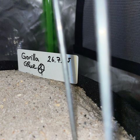 Late Outdoor season 25 - turned inside :D 1 AK48#2 auto  growlog timeline photo