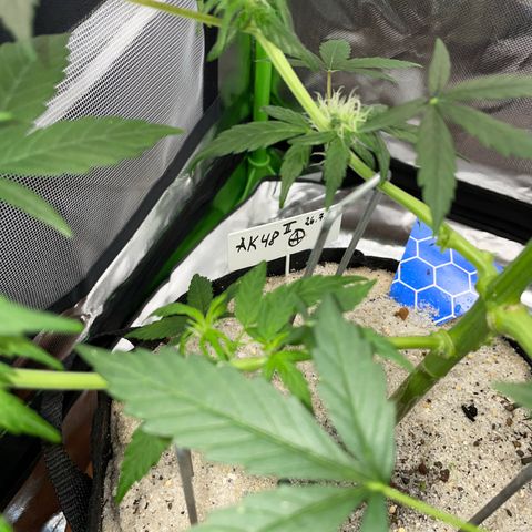 Late Outdoor season 25 - turned inside :D 1 AK48#2 auto  growlog timeline photo