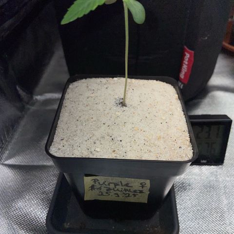 Purple Zkittlez #1 by KilliczGe growlog timeline photo