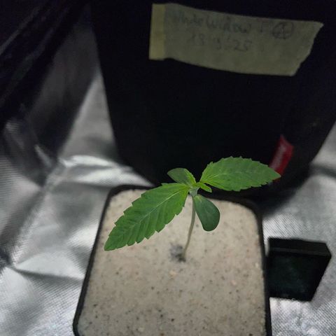 Purple Zkittlez #1 by KilliczGe growlog timeline photo