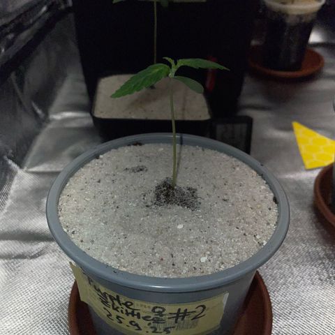 Purple Zkittlez #2 by KilliczGe growlog timeline photo