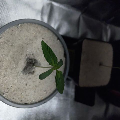 Purple Zkittlez #2 by KilliczGe growlog timeline photo