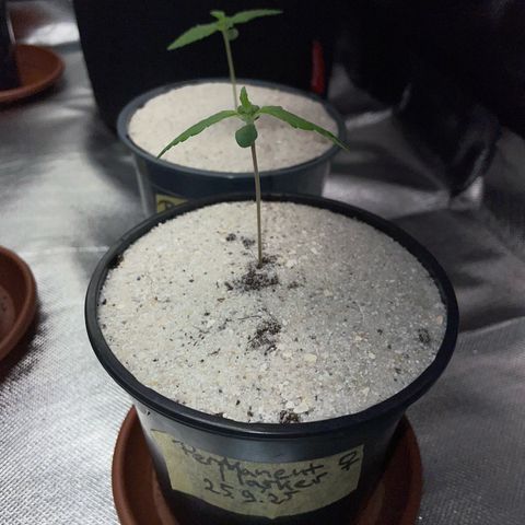 Permanent Marker by KilliczGe growlog timeline photo