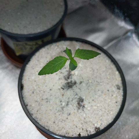 Permanent Marker by KilliczGe growlog timeline photo