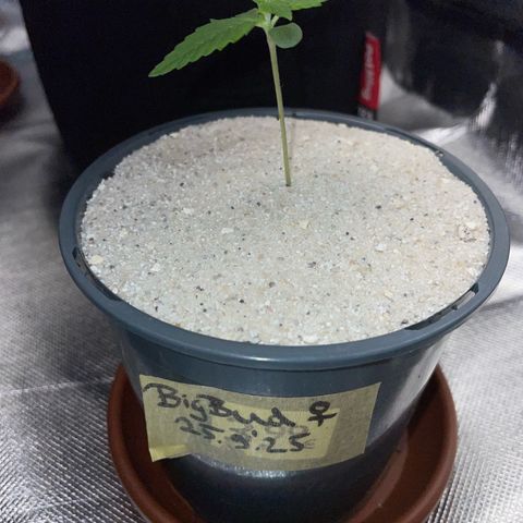 Big Bud by KilliczGe growlog timeline photo