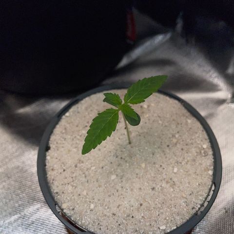 Big Bud by KilliczGe growlog timeline photo