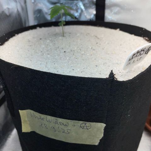 White Widow Automatic by KilliczGe growlog timeline photo