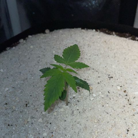 White Widow Automatic by KilliczGe growlog timeline photo