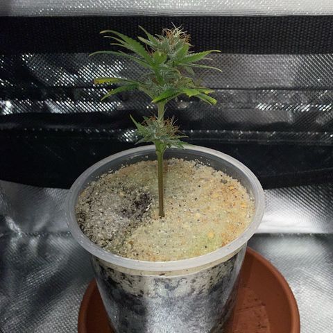 Tangerine Dream Clon #1 by KilliczGe growlog timeline photo