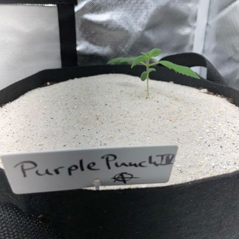 Purple Punch Automatic by KilliczGe growlog timeline photo