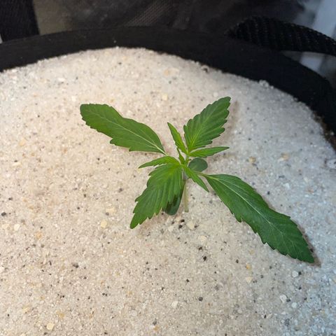 Purple Punch Automatic by KilliczGe growlog timeline photo