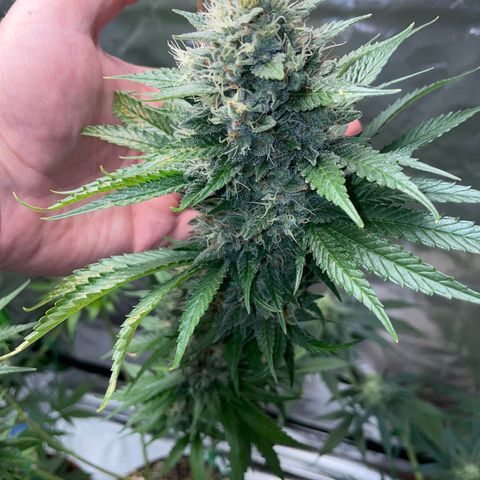 Tangerine Dream Fem by KilliczGe growlog timeline photo