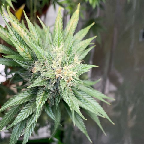 Tangerine Dream Fem by KilliczGe growlog timeline photo