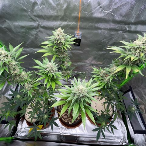 Tangerine Dream Fem by KilliczGe growlog timeline photo