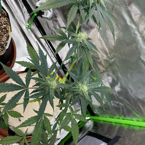 Late Outdoor season 25 - turned inside :D 1 AK48#2 auto  growlog timeline photo