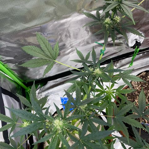 Late Outdoor season 25 - turned inside :D 1 AK48#2 auto  growlog timeline photo