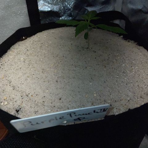 Purple Punch Automatic by KilliczGe growlog timeline photo