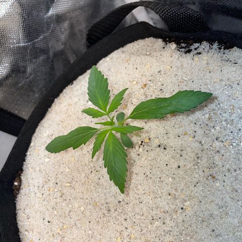 Purple Punch Automatic by KilliczGe growlog timeline photo