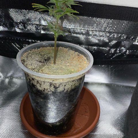 Tangerine Dream Clon #1 by KilliczGe growlog timeline photo