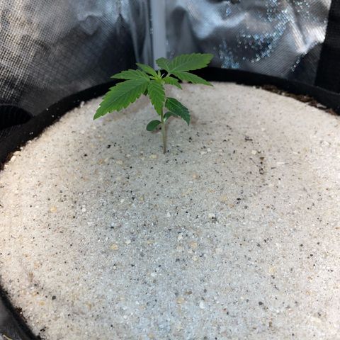 White Widow Automatic by KilliczGe growlog timeline photo