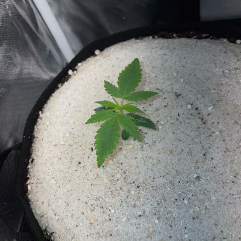 White Widow Automatic by KilliczGe growlog timeline photo