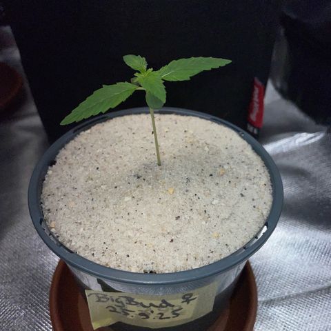 Big Bud by KilliczGe growlog timeline photo