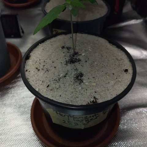 Permanent Marker by KilliczGe growlog timeline photo