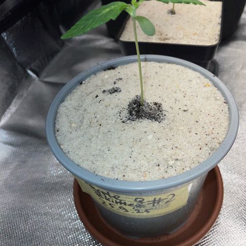 Purple Zkittlez #2 by KilliczGe growlog timeline photo