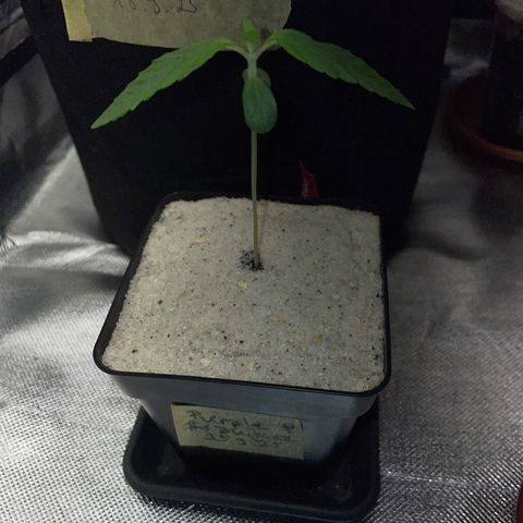 Purple Zkittlez #1 by KilliczGe growlog timeline photo