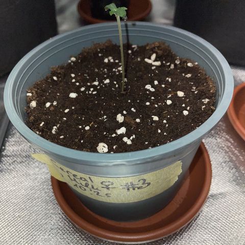 Cereal Milk #3 by KilliczGe growlog timeline photo