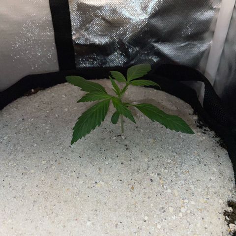 Purple Punch Automatic by KilliczGe growlog timeline photo