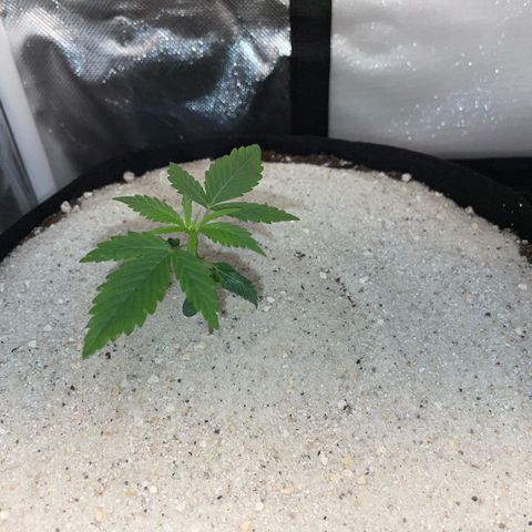 White Widow Automatic by KilliczGe growlog timeline photo