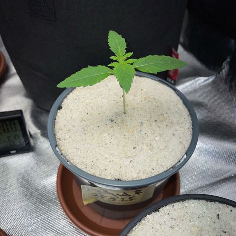 Big Bud by KilliczGe growlog timeline photo
