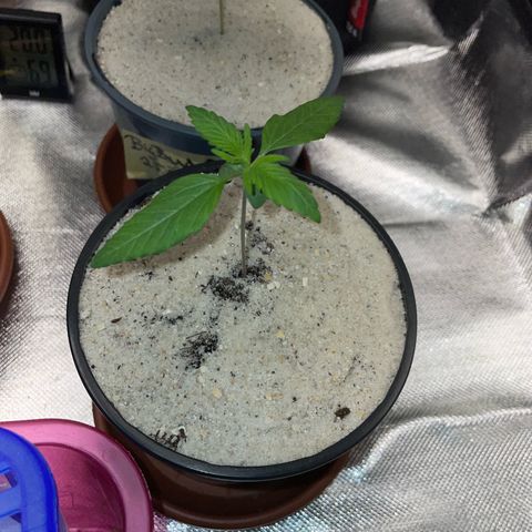 Permanent Marker by KilliczGe growlog timeline photo