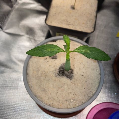 Purple Zkittlez #2 by KilliczGe growlog timeline photo