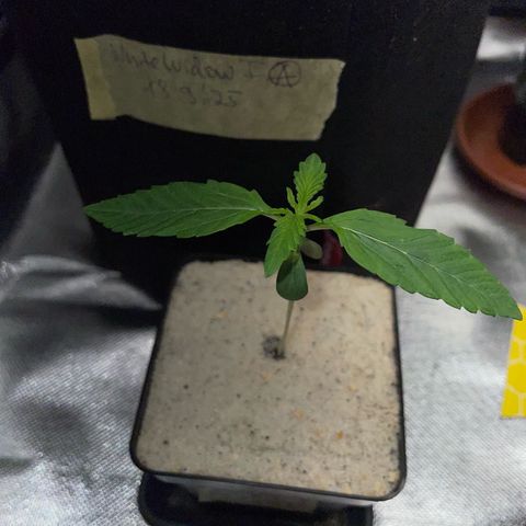 Purple Zkittlez #1 by KilliczGe growlog timeline photo