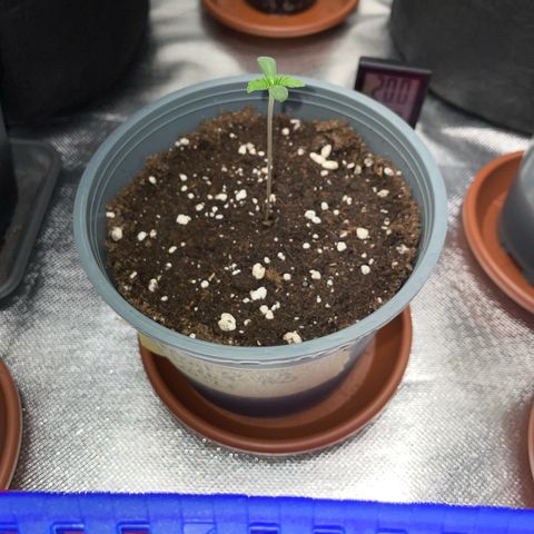 Cereal Milk #3 by KilliczGe growlog timeline photo