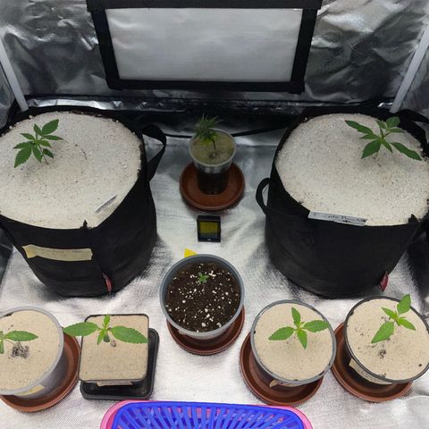 Purple Zkittlez #2 by KilliczGe growlog timeline photo